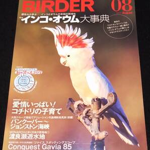 BIRDER(バーダー)2017年8月号 インコ・オウム大事典★コチドリ の画像1