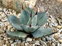 ①アガベ Agave パリー トランカータ parryi truncata var 多肉植物 検)チタノタ ドライガーデン_画像2