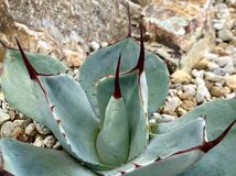 ①アガベ Agave パリー トランカータ parryi truncata var 多肉植物 検)チタノタ ドライガーデン_画像5