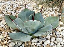 ①アガベ Agave パリー トランカータ parryi truncata var 多肉植物 検)チタノタ ドライガーデン_画像3