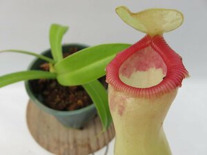 N.ventricosa 太田園芸 3号【現品限り】ネペンテス 食虫植物_14242