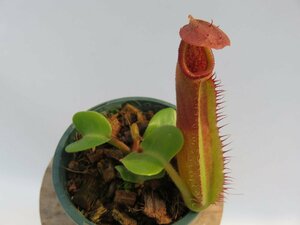 N.truncata(e )red × red(EPS-1-09-2)× truncata (d)red flus( EPS-1-08-2)2023-HIPS-019 2.5号【現品限り】ネペンテス 食虫植物_14357