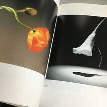 ut19/21　メイプルソープ&アラーキー 百花乱々展 2001-2003 ロバート・メイプルソープ, 荒木経惟 花の写真集 アート・ライフ_画像6