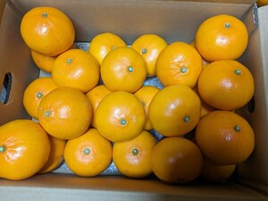和歌山産地直送　せとか　5kg　大玉　高級柑橘