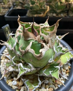  1123特選多肉植物アガベ チタノタ 巨獣 Agave titanota ' Giant Beast '（ ハデス シーザー チタノタ ）優良血統子株