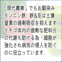 ウドンコ病対策★数量限定お試し100ml★送料無料！イチゴの徒長,果皮の軟化,土壌ｐH調整,塩基障害緩和,連作障害の防止,炭疽病,萎黄病対策_画像4