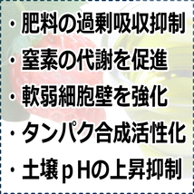 ウドンコ病対策★数量限定お試し100ml★送料無料★イチゴの徒長,果皮の軟化,土壌ｐH調整,塩基障害緩和,連作障害の防止,炭疽病,萎黄病対策_画像3