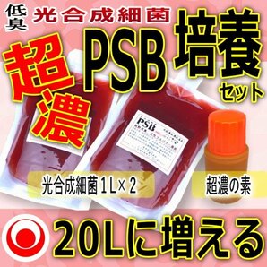 【 注目 】２０Lに増やして “ 超濃 ” 光合成細菌★培養セット★自分でふやしてPSBをたっぷり使う！（検索用：業務用,20L,18L,培基,餌,増の画像1