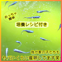 絶好調★PSBの素200ml が100Lの光合成細菌に ★ 自分でふやしてPSBを使う濃縮光合成細菌の培養エサ餌料培基えさ_画像4