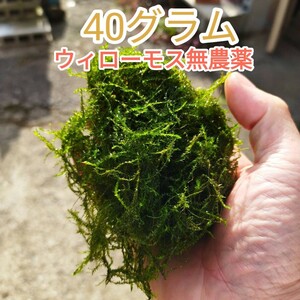 ウィローモス無農薬40グラム★小魚の餌や隠れ家・いろんなレイアウトに・おてがる配送ネコポス便