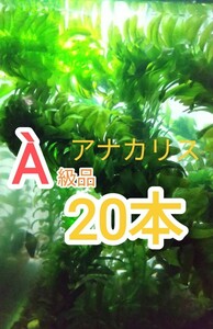 Ａ級品アナカリス無農薬20本★おてがる配送ネコポス便