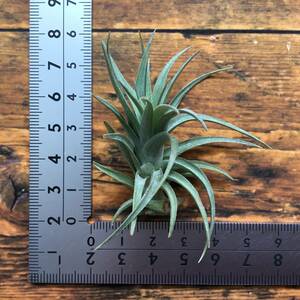 Tillandsia aeranthos var. alba　チランジア　アエラントス　アルバ