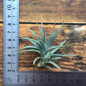 Tillandsia aeranthos var. alba　チランジア　アエラントス　アルバ