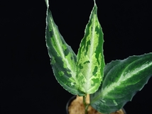 管1:Aglaonema pictum Jimy Multicolor BNN from Sibolga timur 【AZ0721-3g】草体+プラタグ_画像2