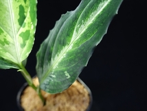 管1:Aglaonema pictum Jimy Multicolor BNN from Sibolga timur 【AZ0721-3g】草体+プラタグ_画像3