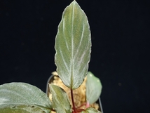 菅10:Homalomena sp”Sunshine”BNN from Sibolga timur【AZ0822-3】1番株　画像現物+A4パネル+プラタグ_画像2