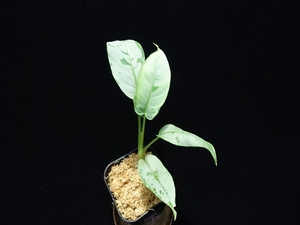 菅18:Schismatoglottis sp"White"BNN from Sibolga timur【AZ0823-11】No1