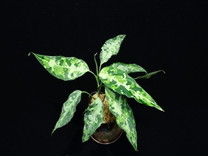 菅25:Aglaonema pictum ちゃんぷーる from P.Pade【AZ0420-2】No41　画像現物+プラタグ2枚 　アグラオネマ 