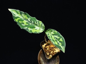 菅28:Aglaonema pictum ちゃんぷーる from Sumatera Selatan【AZ0823-7a-otr】画像現物+プラタグ1枚 　アグラオネマ 