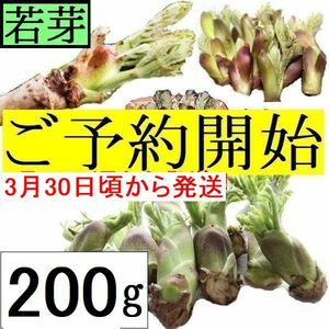 【ご予約開始】立山水系・黒部産：天然たらの芽・タラの芽・【若芽】【3月30日頃から予約順に発送】200ｇ【クール便＆保冷発送】