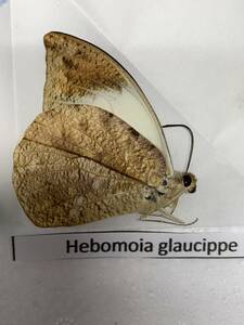 蝶　三角紙　標本　WD 学名:Hebomoia glaucippe♂ 　南カリマンタン　Mt.besar産　インドネシア便 