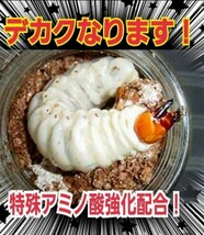 特選！ヒマラヤひらたけ菌糸カップ120ml　初令、2令幼虫専用栄養添加剤配合！　オオクワ、ニジイロ、ヒラタ、ノコギリ、シカ、フタマタに_画像5