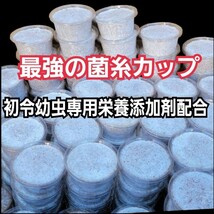 特選！ヒマラヤひらたけ菌糸カップ120ml　初令、2令幼虫専用栄養添加剤配合！　オオクワ、ニジイロ、ヒラタ、ノコギリ、シカ、フタマタに_画像2