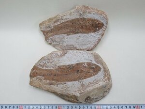 D0289 古代魚 化石 ネガポジ 標本 魚類 2.694kg