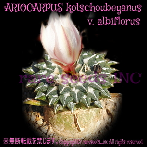 ■レア奇抜多肉■生きた岩サボテン！姫牡丹 種子5粒 ARIOCARPUS kotschoubeyanus v. albiflorus　θ **ц**　п　④