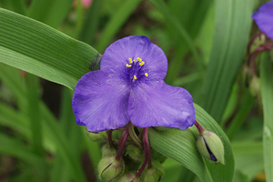 オオムラサキツユクサ◆大紫露草●山野草・お茶花●