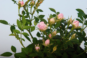 極姫バラ・雛乙女◆ひなおとめ◆薔薇●盆栽添草●