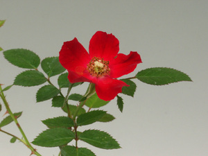 真赤のノバラ◆四季咲◆野薔薇●山野草・盆栽添草●