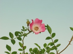 アカバナノバラ雅◆赤花野薔薇ミヤビ●山野草・盆栽添草●
