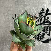 【龍園觀】①No.110 特選 アガベ 多肉植物 チタノタ ‘Rose’ 強棘 極上美株 激レア！包葉 限定株 球形_画像4