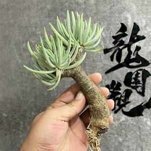 【龍園觀】①No.910 特選 塊根植物 チレコドン ペアルソニー ベアルート株 発根済み 冬型コーデックス