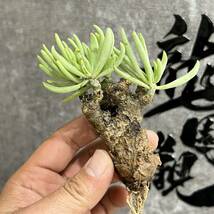 【龍園觀】①No.911 特選 塊根植物 チレコドン ペアルソニー ベアルート株 発根済み 冬型コーデックス_画像1