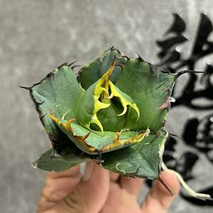 【龍園觀】①No.24 特選 アガベ 多肉植物 チタノタ ‘Rose’ 強棘 極上株 激レア！ 限定株