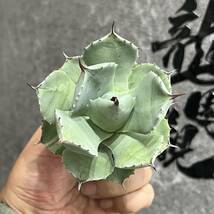 【龍園觀】①No.380 特選 アガベ 多肉植物 藍天使 極上美株_画像9