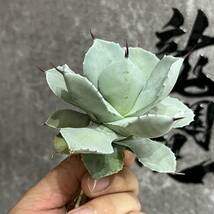 【龍園觀】①No.464 特選 アガベ 多肉植物 藍天使 極上美株_画像3