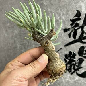 【龍園觀】①No.914 特選 塊根植物 チレコドン ペアルソニー ベアルート株 発根済み 冬型コーデックス 