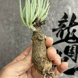 【龍園觀】①No.921 特選 塊根植物 チレコドン ペアルソニー ベアルート株 発根済み 冬型コーデックス 