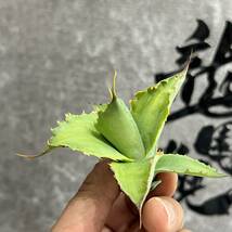 【龍園觀】①No.183 特選 アガベ 多肉植物 potatorum ‘Spawn' 超陽炎 極上子株 超希少！！_画像10