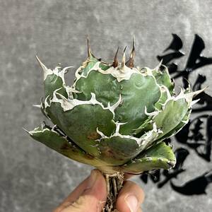 【龍園觀】①No.212 特選 アガベ 多肉植物 チタノタ 白鯨 強棘 極上株