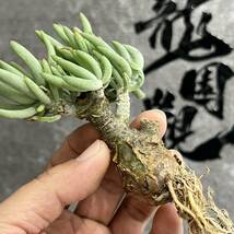 【龍園觀】①No.2124 特選 塊根植物 チレコドン ペアルソニー ベアルート株 発根済み 冬型コーデックス _画像4