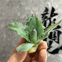 【龍園觀】①No.392 特選 アガベ 多肉植物 potatorum ‘Spawn' 超陽炎 極上子株 超希少！！_画像9