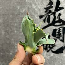 【龍園觀】①No.392 特選 アガベ 多肉植物 potatorum ‘Spawn' 超陽炎 極上子株 超希少！！_画像7