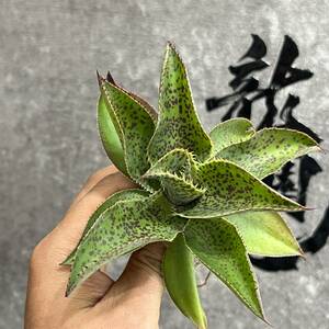 【龍園觀】①No.398 特選 アガベ 多肉植物 Mangave 'Crazy Cowlick' 