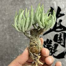 【龍園觀】①No.4103 特選 塊根植物 チレコドン ペアルソニー ベアルート株 発根済み 冬型コーデックス _画像5