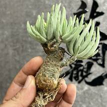 【龍園觀】①No.4103 特選 塊根植物 チレコドン ペアルソニー ベアルート株 発根済み 冬型コーデックス _画像1