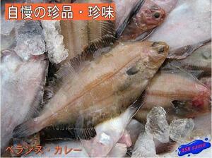 独特の風味「ベランスカレイ7kg40尾前後」ツウには大人気!!